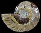 Polished Ammonite Fossil (Half) - Agatized #51779-1